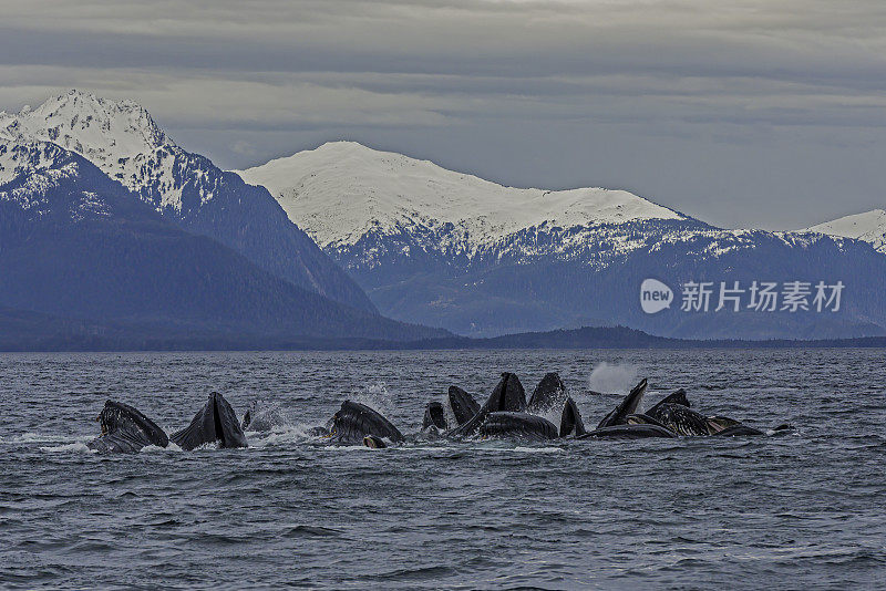 座头鲸(Megaptera novaeangliae)是一种长须鲸，发现在阿拉斯加水域。在锡特卡声采用泡沫网喂养。鱼跳起来试图逃跑。